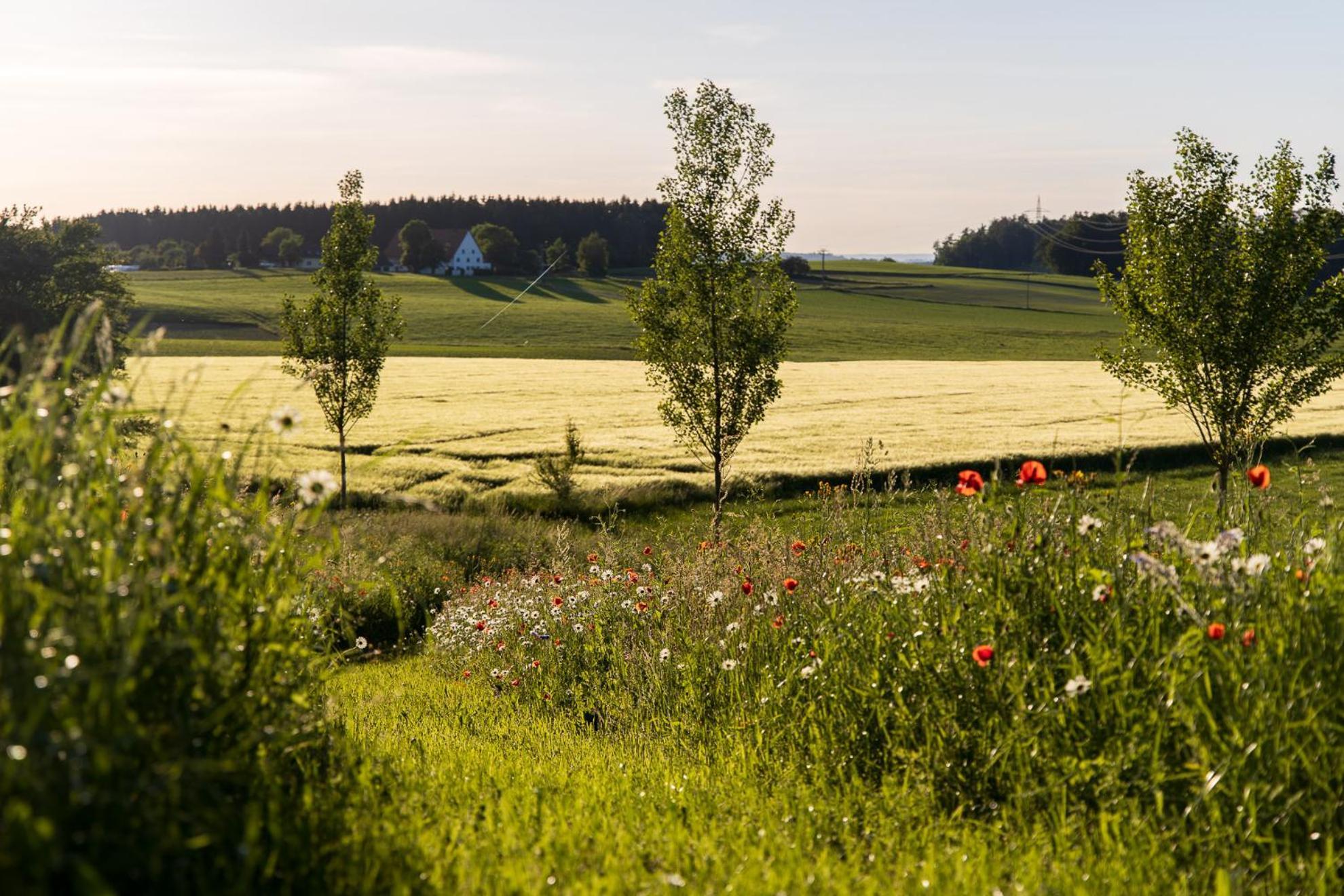 Hotel-Landgasthof Kreuz 巴德瓦德西 外观 照片